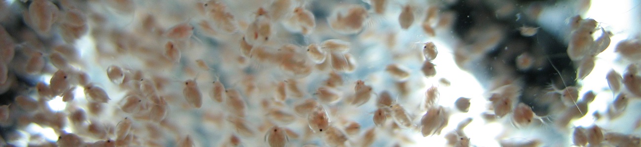 Дафния Дафния