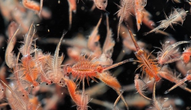 Токсикологический анализ Токсикологический анализ